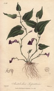 Aristoloche (Aristolochia serpentaria) - Illustration de “Botanique médicale, description des plantes médicinales de Londres, Édimbourg et Dublin” par John Stephenson et James Morss Churchill - Unbekannter Künstler