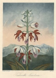 Variété d