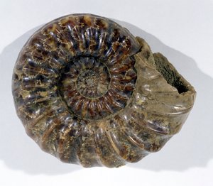 Asteroceras obtusum (Ammonite) trouvée à Lyme Regis, Dorset, Période Jurassique Inférieure