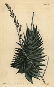 Astroloba spiralis (Aloe pentagonal, Aloe pentagona) - Unbekannt