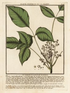 Chêne empoisonné atlantique, Toxicodendron pubescens - Unbekannter Künstler