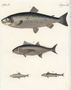 Saumon atlantique, Salmo salar 1, thon, Thunnus species 2, hareng atlantique, Clupea harengus 3, et maquereau atlantique, Scomber scombrus 4. Gravure sur cuivre coloriée à la main de Bilderbuch fur Kinder de Friedrich Johann Bertuch