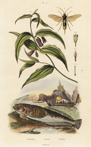 Stargazer atlantique, guêpe de bois et cloches de fée chinoises - Unbekannter Künstler