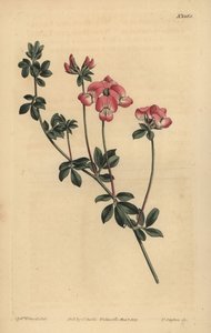 Lotus d