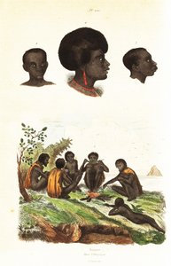 Aborigènes australiens et têtes de natifs de Waigeo, Papouasie occidentale. 1834-1839 (gravure) - Unbekannter Künstler
