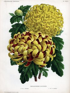 Chrysanthèmes hybrides d