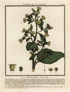 Tabac aztèque, Nicotiana rustica - Unbekannter Künstler