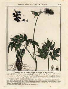 Actée en épi, Actaea spicata - Unbekannter Künstler