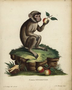 Macaque berbère, Macaca sylvanus
