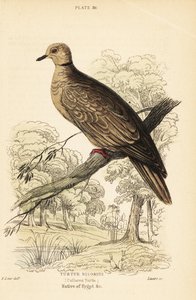 Tourterelle domestique, Streptopelia risoria
