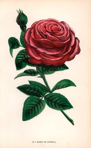 Rose Baron de Gonella, variété de la rose de l