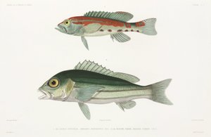 Serrano barré et Vivaneau bleu et or - Unbekannter Künstler