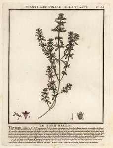 Thym basilic, Clinopodium acinos - Unbekannter Künstler