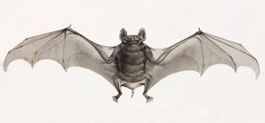 Chauves-souris en Égypte - Unbekannt