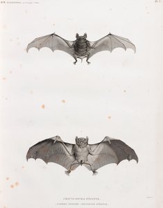 Chauves-souris en Égypte - Unbekannt