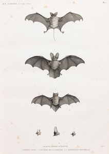 Chauves-souris en Égypte - Unbekannt