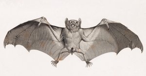 Chauves-souris en Égypte