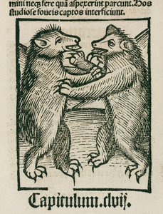 Ours se battant - Unbekannt