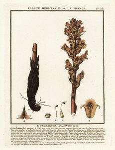 Orobanche caryophyllacea - Unbekannter Künstler