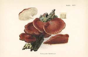 Champignon bifteck, Fistulina hepatica - Unbekannter Künstler