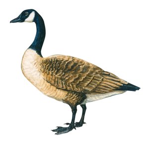Bernache du Canada (Branta canadensis) - Unbekannter Künstler