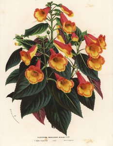 Achimenantha bicolore x naegelioides cultivar - Unbekannter Künstler