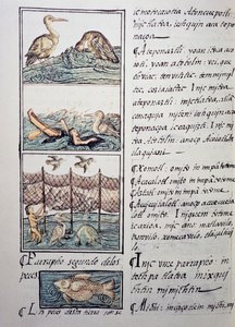 Chasse aux oiseaux du lac, page du Codex Florentin, version bilingue en espagnol et nahuatl, Histoire générale des choses de la Nouvelle-Espagne, par le missionnaire espagnol Fray Bernardino de Sahagún (1499-1590). Civilisation aztèque - Benjamin Baud