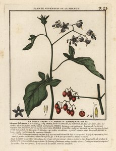Morelle douce-amère, Solanum dulcamara - Unbekannter Künstler
