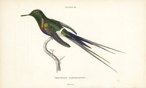 Colibri à ventre noir, Discosura langsdorffi (Colibri de Langsdorff, Trochilus langsdorffii)