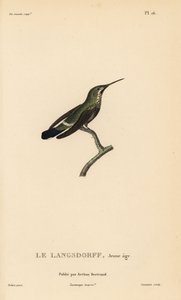 Colibri à queue noire, Discosura langsdorffi (Ornismya langsdorfii). Immature. Gravure sur acier coloriée à la main par Coutant d