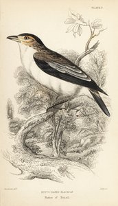 Tityre à couronne noire, Tityra inquisitor (Tityre à oreilles rousses, Psaris erythrogenys). Gravure sur acier coloriée à la main par William Lizars d