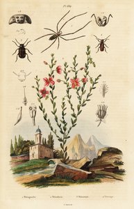 Susan aux yeux noirs, araignée et coléoptère - Unbekannter Künstler