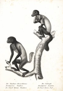 Ouakari à tête noire, Cacajao melanocephalus ouakary (Brachyurus ouakari) et saki barbu à dos brun, Chiropotes israelita (Brachyurus israelita). Lithographie par Karl Joseph Brodtmann de l