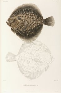 Turbot de la mer Noire - Unbekannt