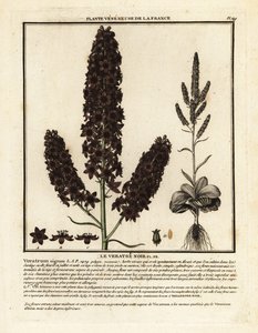 Hellébore noir, Veratrum nigrum - Unbekannter Künstler