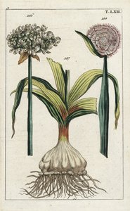 Ail noir (Allium nigrum) et oignon (Allium cepa). Gravure sur cuivre colorée à la main d