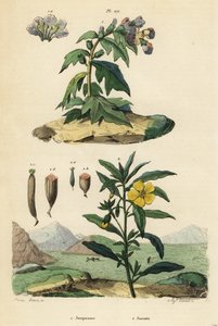 Jusquiame noire, Hyoscyamus niger 1, et onagre du Pérou, Ludwigia peruviana 2 - Unbekannt