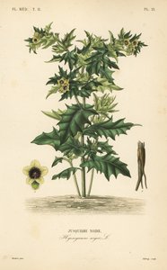 Jusquiame noire, Hyoscyamus niger - Unbekannt