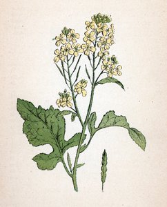 Moutarde noire (Brassica nigra) Planche botanique de l