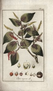 Plat de poivre noir (Piper nigrum) - Unbekannter Künstler
