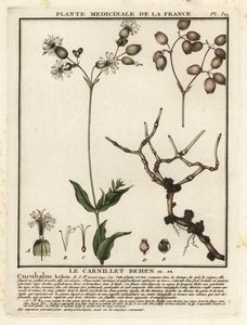 Silène enflée, Silene vulgaris - Unbekannter Künstler