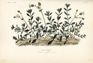 Silène enflé, Silene vulgaris - Unbekannt