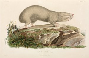 Rat-taupe aveugle, région de la Mer Noire