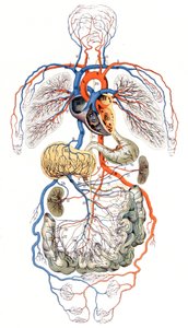 Circulation sanguine, vers 1880 - Unbekannter Künstler