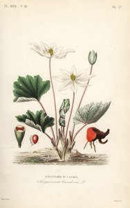 Sanguinaire du Canada, Sanguinaria canadensis - Unbekannt