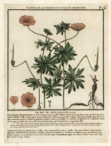 Géranium sanguin, Geranium sanguineum