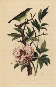 Rhipidure à tête bleue, Rhipidura cyaniceps, et pivoine, Paeonia suffruticosa - Unbekannt