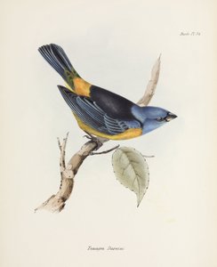 Tangara bleu et jaune, Amérique du Sud, vers 1832-1836 - Unbekannter Künstler