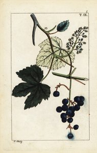 Raisins bleus sur vigne, Vinis vitifera - Unbekannter Künstler