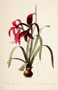 Illustration botanique/Redoubt/Sprekelia formosissima/Lys de Saint-Jacques/Lys jacobin